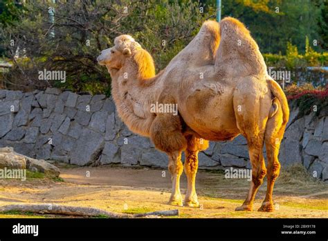 Two Humped Bactrian Camel Camelus Hi Res Stock Photography And Images