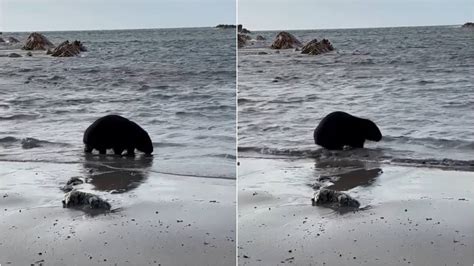 Tourists see ‘unusual’ wombat behavior in Australia: video - Patabook News