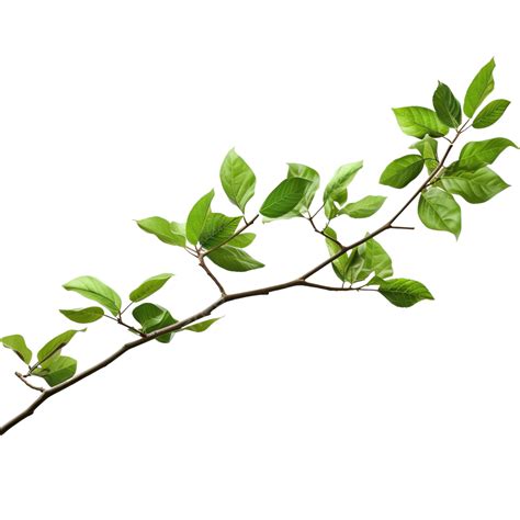 Twig With Green Leaves Png File Green Leaf Branch PNG Transparent