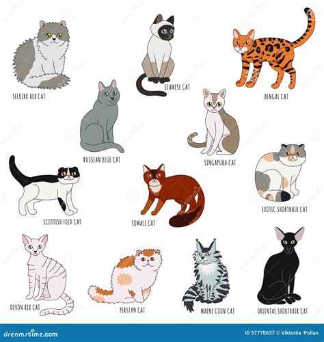 Types Of Cats Cartoon