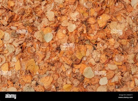 Textura de follaje fotografías e imágenes de alta resolución Alamy