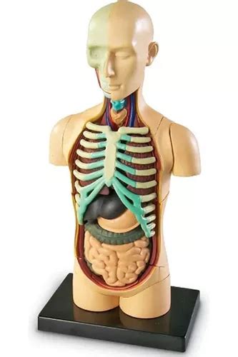 Juego Didactico Modelo De Anatomia Cuerpo Humano En Venta En M Rida