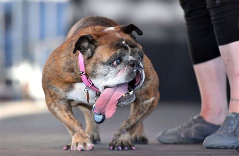 Zsa Zsa The Worlds Ugliest Dog Has Died At 9 Years Old Good