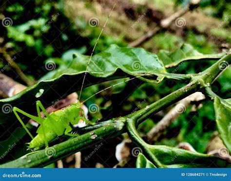 Green locust stock image. Image of locust, dewdrops - 128684271