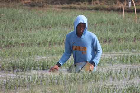 Puluhan Hektar Lahan Bawang Terendam Harga Mahal Harusnya Dapat Untung