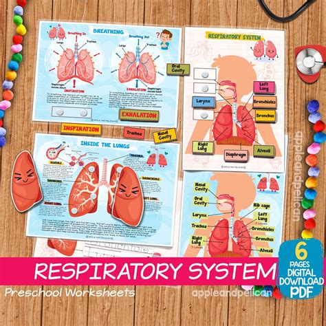 Respiratory System Preschool Learning Activity Human Body Etsy