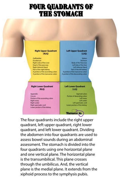 Gastrointestinal Assessment Four Quads With Organs Dailyhealthtips