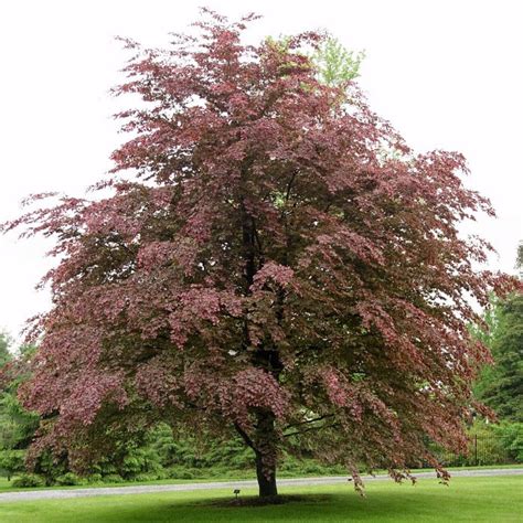 Tri Color Beech Trees For Sale Garden Goods Direct