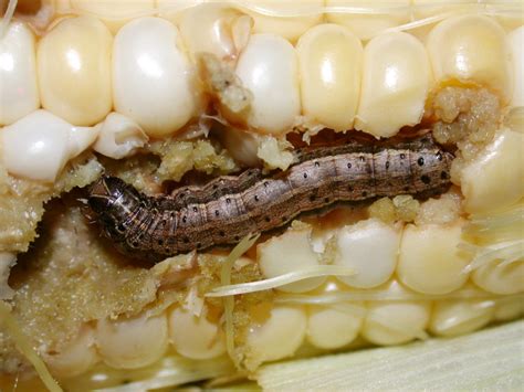 Fall Armyworms | Purdue University Vegetable Crops Hotline