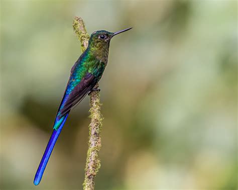 Free Images Nature Bird Flower Wildlife Green Beak Hummingbird