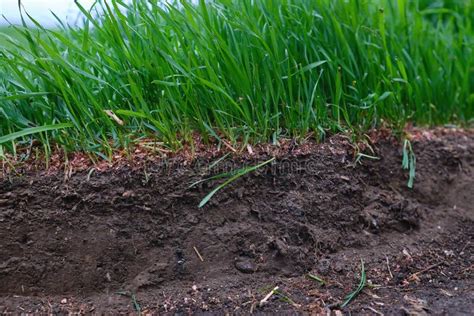 Cross Section Of Lawn Showing Green Grass Roots At Ground Level Black