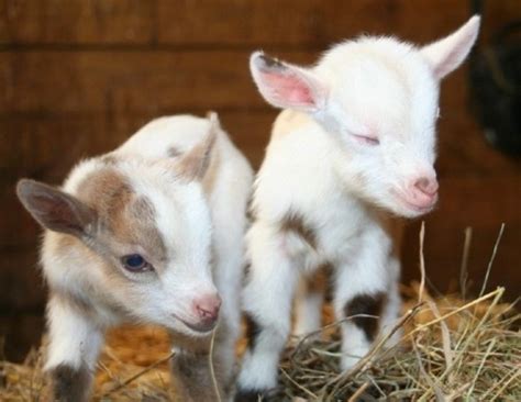 The 34 Cutest Baby Pygmy Goats On The Internet!