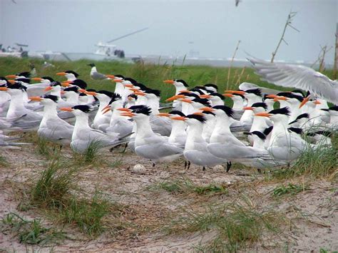 Free Picture Nesting Zone Shorebirds Royal Terns