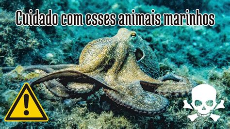 Animais Marinhos Mais Perigosos YouTube