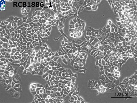 Hepg Cells Informacionpublica Svet Gob Gt