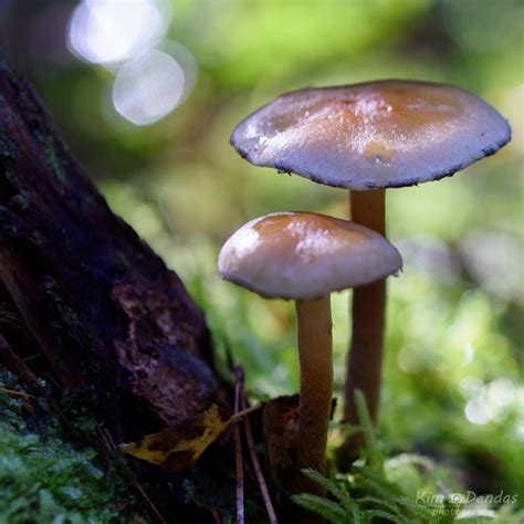 Macro Mushrooms