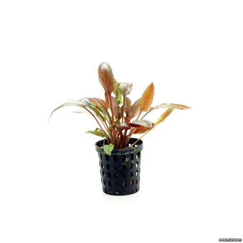 Cryptocoryne Wendtii Florida Sunset Flowgrow Aquatic Plant Database