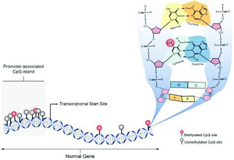 Schematic Diagram Showing CpG Methylation In The Normal Cell