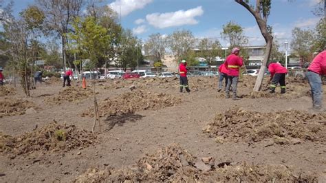 Plantar N M S De Rboles En Jard N De Plaza Ju Rez Reforestaci N