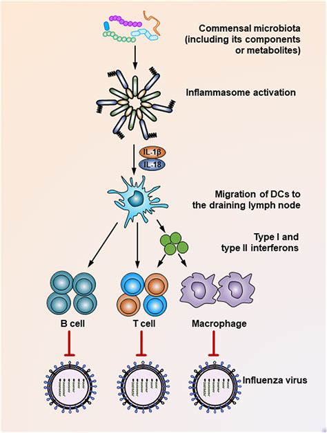 Frontiers The Commensal Microbiota And Viral Infection A