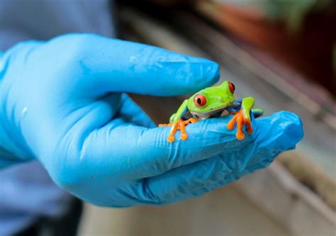 Exotic Fauna Criadero De Animales Exóticos En Nicaragua