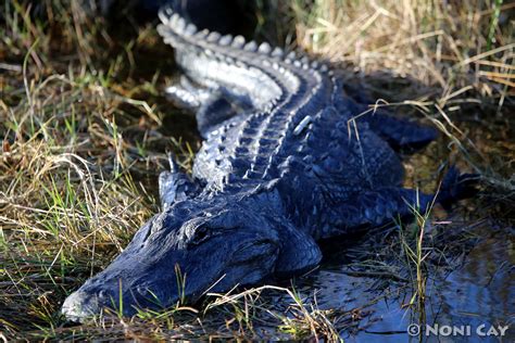 American Alligator | Noni Cay Photography