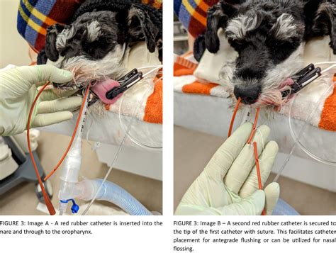 Specialty Spotlight: Nasal Disease in Dogs and Cats - Upstate