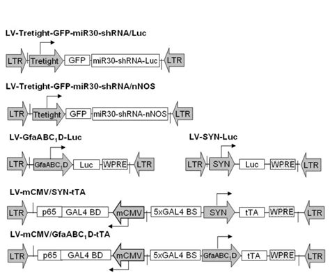 Schematic Representation Of Lentiviral Vectors Used In The Current