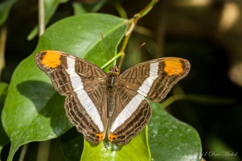 Dow Gardens Blooming Butterflies Dave Michel Photography