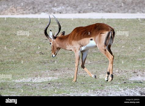 South African Buck Hi Res Stock Photography And Images Alamy