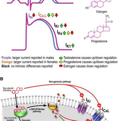 A Overview Of Intrinsic Gender Differences And Effect Of Sex Hormones