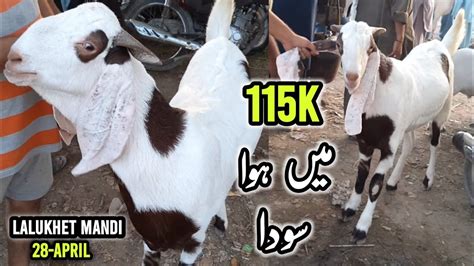 Lalukhet Bakra Mandi Rates On 28 Apr Bakra Mandi Karachi