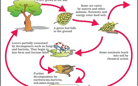 Decomposition Process