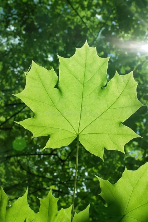 Leaves tree maple stock image. Image of background, tree - 14737273