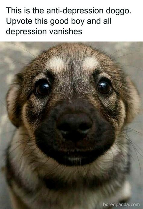 Funny Dog Memes That Will Have You Rolling Mutt Scrub 46 Off
