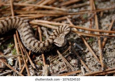 230 Adder Snake Uk Stock Photos, Images & Photography | Shutterstock