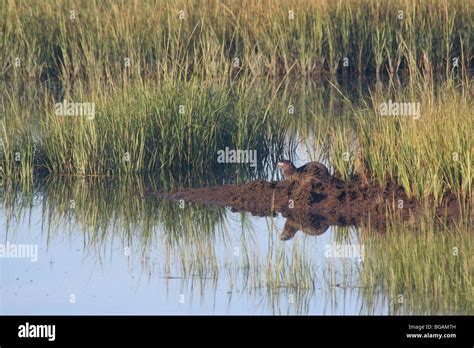 River Otter In A Salt Marsh On Cape Cod Stock Photo Alamy