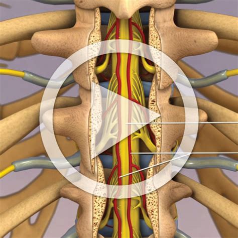Anatomy And Blood Supply Of The Thoracic Spine Trialexhibits Inc