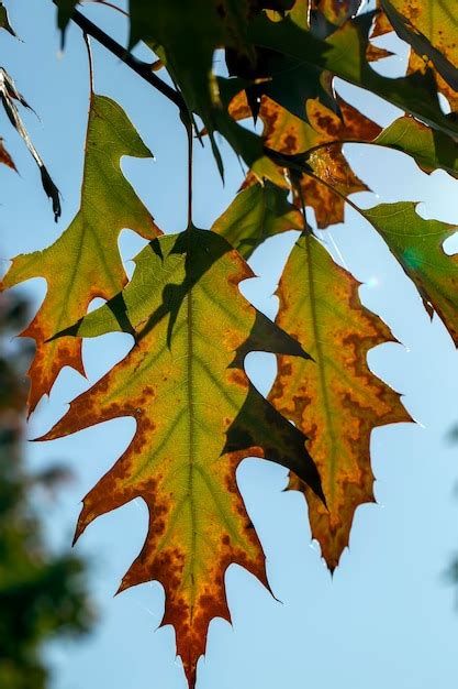 Premium Photo Oak Foliage Turning Yellow In Autumn During Leaf Fall