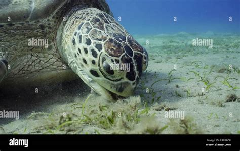 Sea Turtle Grazing On The Seaseabed Slow Motion Great Green Sea Turtle Chelonia Mydas With