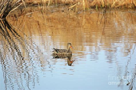 Female Shoveler Duck Reflection 7684z Photograph by Jack Schultz | Fine Art America