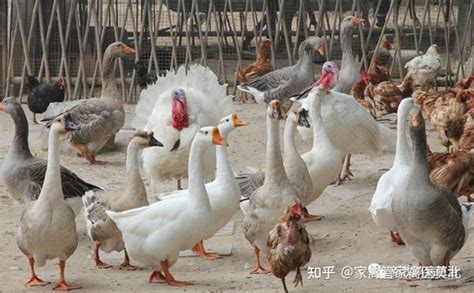 鸭子霉菌中毒怎么办 肉鸭黄曲霉菌中毒 肉鸭霉菌毒素的症状 知乎