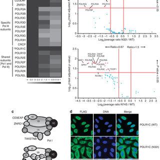 MRI Characteristics Of POLR3 Related Leukodystrophy Caused By POLR1C