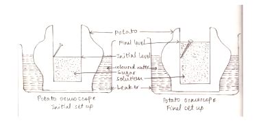 Osmosis In Potatoes Diagram