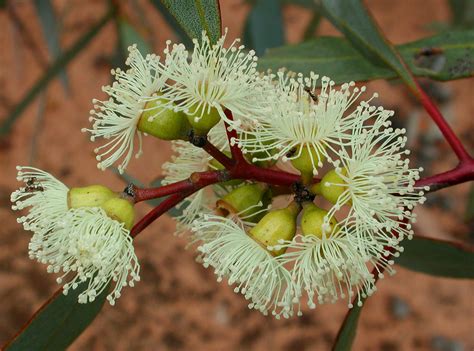 Flower Gallery :: Eucalyptus :: AAAA6195