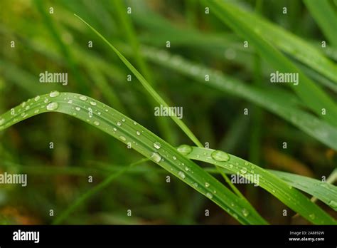 Tear Grass Hi Res Stock Photography And Images Alamy