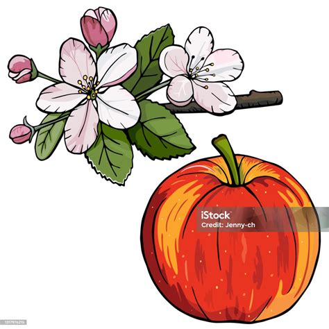 Bunga Pohon Apel Dan Apel Merah Ilustrasi Stok Unduh Gambar Sekarang