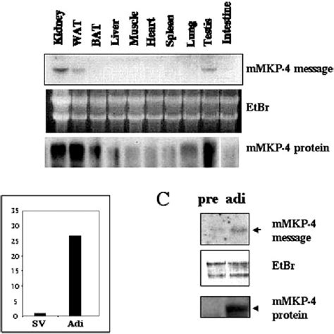 Figure From Dual Specificity Mitogen Activated Protein Map Kinase