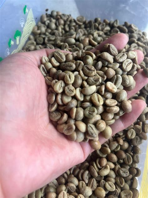 Robusta Green Bean Inaexport