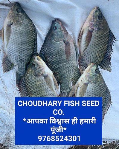 Silver Monosex Tilapia Fish Seed Inch At Best Price In Sahibganj